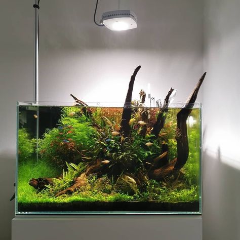 Best Aquarium Filter, Water Terrarium, Plants Aquarium, Fish Tank Terrarium, Saltwater Fish Tanks, Fish Tank Design, Aquascape Design, Betta Aquarium, Live Aquarium Plants