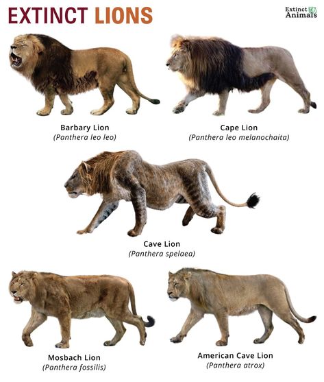 Paleozoic Era Animals, Lion Anatomy, Ancient Lion, Melanistic Animals, American Lion, Lion Facts, Animal Infographic, Animals Information, Prehistoric Wildlife