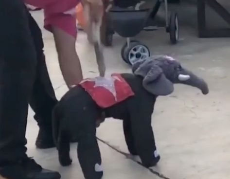 WATCH: Little Dog in Wind-Up Elephant Halloween Costume Deserves First Canine Oscar Elephant Halloween Costume, Halloween Costume Videos, Elephant Halloween, Elephant Costume, Friday Dog, Animals Around The World, Animal Cartoon Video, Elephant Costumes, Funny Elephant