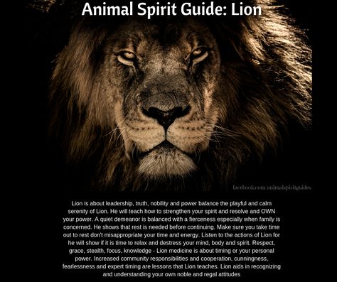 Lion Meaning, Lion Spirit Animal, Lion Spirit, Spirit Animal Meaning, Animal Meanings, Don Jose, Animal Spirit Guide, Animal Communication, Animal Spirit Guides