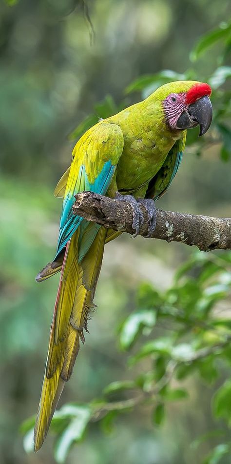 Green Macaw, Toys For Parrots, Wallpaper Dog Aesthetic, Parrot Training, Parrot Stand, Animals And Pet Supplies, Dog Tattoo Ideas, Pet Parrot, Parrot Pet