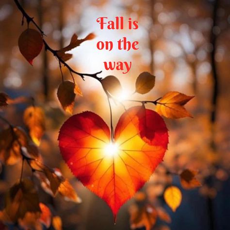 Winter Pics, First Day Of Fall, Fall Stuff, Spanish Inspirational Quotes, Autumn Scenes, Autumn Quotes, Sweet Quotes, Fabulous Fall, Winter Pictures