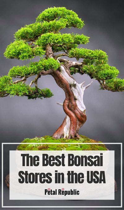 Money Tree Bonsai, Japanese Maple Bonsai, Outdoor Bonsai Tree, Buy Bonsai Tree, Bonsai Trees For Sale, Bonsai Making, Bonsai Diy, Bonsai Nursery, Bonsai Pruning