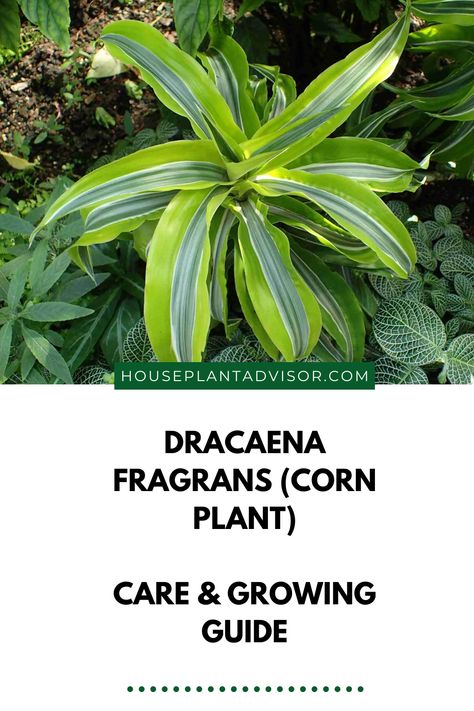 If you’re looking for a tropical indoor plant that will give your home or office some extra life, the corn plant is definitely the way to go. Not only is it easy to care for, but it’s also very forgiving – so even if you don’t have a green thumb, you can still enjoy the beauty of this plant. Read on for care tips & tricks! Corn Plant Indoor Care, Corn Plant Indoor, Corn Plant Care, Dracaena Fragrans, Growing Corn, Corn Plant, Tropical Tree, Liquid Fertilizer, Low Maintenance Plants