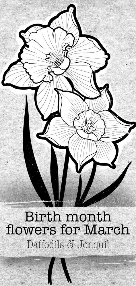 March is represented with Daffodils and Jonquils. Using flowers to celebrate birthdates is a fun and creative way to honor loved ones. Whether designing a tattoo, wall art or a T-shirt we have the artwork for you to use. We have Procreate Stamps for use on iPad Pro and we also have SVG files to use on your Cricut to create custom designs. Jonquil Flower Drawing, Daffodil Stamp Tattoo, Jonquil Tattoo, Jonquil Flower Tattoo, Daffodil Tattoo Design, Jonquil Flower, Daffodil Images, Flower Daffodil, Velika Noč