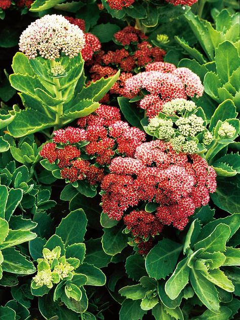 Pretty Sedum is an easy-to-grow perennial that turns brick red during the fall. Find 19 more beautiful perennials: http://www.bhg.com/gardening/flowers/perennials/top-perennials-for-your-garden/?socsrc=bhgpin071712sedum#page=19 Mass Planting, Drought Tolerant Perennials, Hardy Hibiscus, Best Perennials, Have Inspiration, Hardy Perennials, Drought Tolerant Plants, Late Fall, Garden Stuff