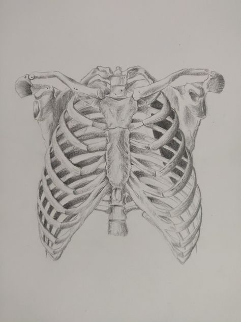 chest Torso bone anatomy reference pencil sketch Chest Cavity Drawing, Skeleton Chest Drawing, Bone Anatomy Reference, Anatomy Reference Skeleton, Atonamy Reference, Open Chest Drawing, Atonamy Sketch, Chest Anatomy Drawing, Torso Bones