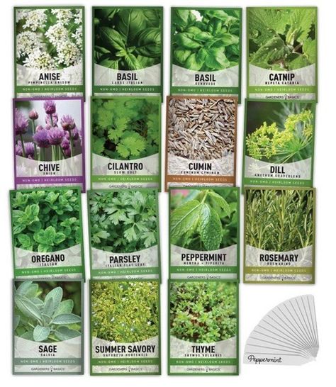 Growing Anise Survival Gardening, Indoor Herb Garden, Free Plants, Herb Seeds, Heirloom Seeds, Organic Herbs, Planting Herbs, Medicinal Herbs, Variety Pack