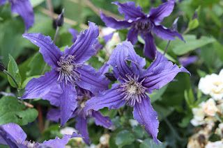 I have a bit of a love affair with clematis going. I can’t explain this, other than by saying I find them to be very satisfying plants to grow. And I’m not alone. As I read and learn more about this great family of plants, I discover that there are a lot of people who … Terrace Wall, Clematis Snow Queen, Sweet Summer Love Clematis, Clematis Niobe, Clematis Wilt, Clematis Montana Elizabeth, White Clematis, Sapphire Indigo Clematis, Autumn Clematis