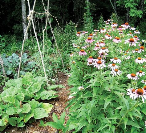 8 Rules For A Maine Garden Maine Garden Ideas, Waterfront Garden, Maine Garden, Garden Images, Wildflower Garden, Tea Garden, Perennial Garden, Roof Garden, The Soil