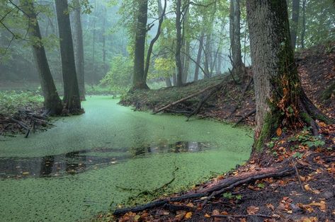 Swamp Landscape, Mysterious Places On Earth, Dark Naturalism, Landscape Elements, Forest River, Green Aesthetic, Science And Nature, Amazing Nature, Beautiful Creatures