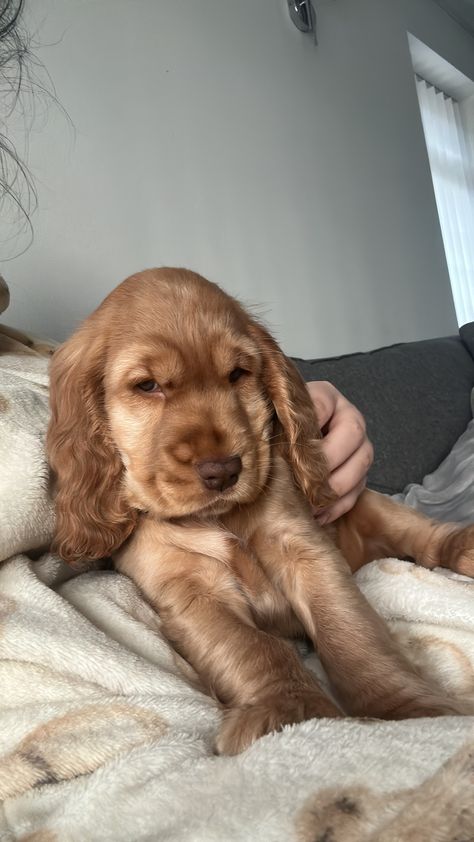 📸@_little.mellow on instagram 🐶  Gold english cocker spaniel puppy Teacup Cocker Spaniel, Cream Cocker Spaniel, Cocker Spaniel Puppies Aesthetic, English Cocker Spaniel Puppy, Gold Cocker Spaniel Puppy, Cocker Spaniel Golden, Golden Retriever Cocker Spaniel Mix Dogs, English Cocker Spaniel Puppies, Show Cocker Spaniel