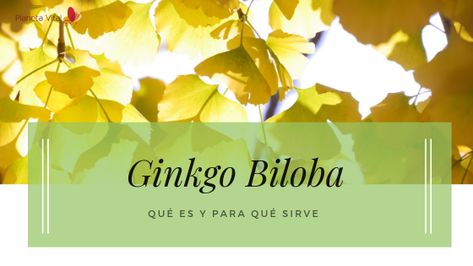 Ginkgo Biloba, Movie Posters, Film Posters, Nature