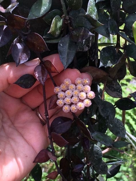 Hoya Krohniana, Dark Foliage, Dark Leaves, Rare Hoya, Hoya Plant, Wax Plant, Black Leaves, Starter Plants, Botanical Beauty