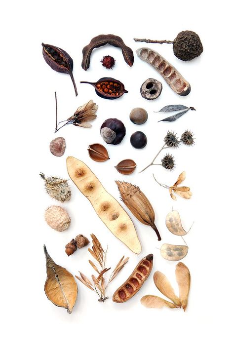 seedpods, nuts, and seeds (mary jo hoffman) Mary Jo Hoffman, Seed Pod, Theme Nature, Nuts And Seeds, Nature Collection, Deco Floral, Seed Pods, Botanical Drawings, Nature Journal