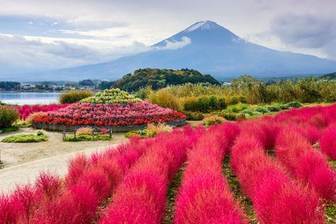 Oishi park Kawaguchiko Mount Fuji Japan Aokigahara Forest, Japan Packing List, Mount Fuji Japan, Day Trips From Tokyo, Sightseeing Bus, Japan Travel Tips, Japan Travel Guide, Tokyo Travel, Mount Fuji