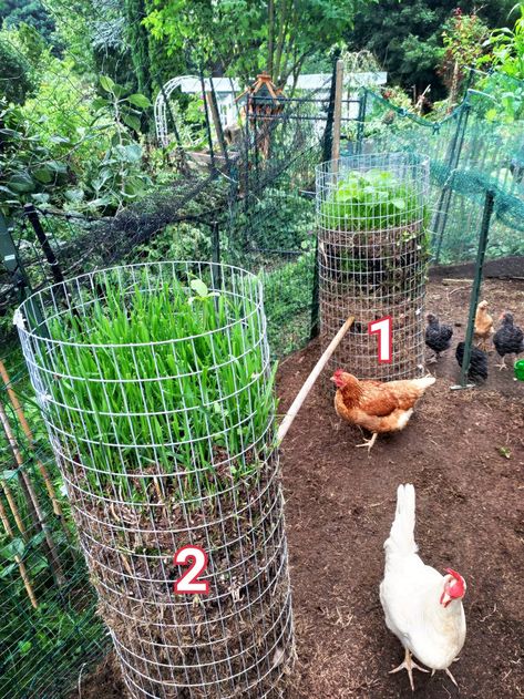 Chicken Coop With Flower Boxes, Chicken Free Range Ideas, Growing Grass In Chicken Coop, Chicken Coop Tires, Underground Chicken Coop, Permaculture Chicken Coop, Gardens For Chickens, Lattice Chicken Coop, Tire Nesting Boxes For Chickens