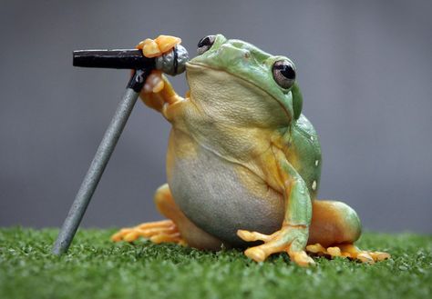 These red-eye tree frogs are rocking out for the release of a new app: Frogs of Australia. | These Tiny Frogs Holding Microphones Are Your New Favourite Artists Frog Species, Pet Frogs, Red Eyed Tree Frog, Frog Pictures, Funny Frogs, Frog Art, Red Eye, A Frog, Frog And Toad