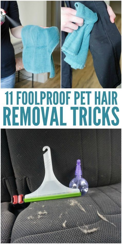 11 Foolproof Pet Hair Removal Tricks You Need to Know How To Remove Pet Hair From Furniture, How To Get Pet Hair Off Clothes, Removing Pet Hair From Furniture, Removing Dog Hair From Furniture, Diy Pet Hair Remover, Diy Dog Bath, Dog Hair Cleaning, Dog Hair Removal, Cleaning Pet Hair