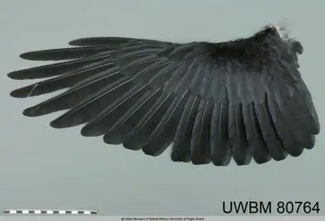 Art, Raven Wings, Image Collection