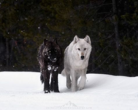 A different kind of Black & White - Winter photo tour in Yellowstone this past week! We started the trip with wolves hunting Bison, and ended with this unbelievable encounter. This is the Wapiti Lake Pack, coincidentally photographed on the evening of the super red "Wolf Moon". The white wolf on the right is the alpha female of the pack. Wolves, Dogs, Husky, Running, Nature, Caption This, White Wolf, My Friend, Panther