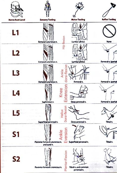 Dermatomes And Myotomes, Neuro Physiotherapy, Neurological Examination, Pt School, Physical Therapy Student, Occupational Therapy Kids, Medicine Studies, Lower Extremity, Lip Care Routine