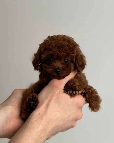 BLESSI 🤎 girl Toy Poodle Teacup Colour : dark brown Adult weight: 1,8-2kg Meet Teacup Toy Poodle puppy named Blessi! This little bundle of joy is waiting for his new family. Blessi will be a great addition to any family, because its adult weight will be only 1.8-2 kg. She will remain small and graceful throughout her life. Blessi has a unique and rare color - dark brown, which gives it a special attractiveness and charm. Her parents were brought by us personally from China and Korea, whi... Cute Brown Puppies, Brown Teacup Poodle, Brown Toy Poodle Puppy, Brown Toy Poodle, Poodle Teacup, Chocolate Poodle, Brown Poodle, Teacup Poodles, Teacup Poodle Puppies