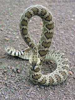 Mojave green snake pattern Snakes Striking, Green Vine Snake, Rattlesnake Tattoo, Zombie Dog, Mojave Rattlesnake, Green Anaconda Snake, Indian Cobra Snake, Dangerous Beauty, Desert Wildlife