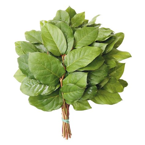 Salal Evergreen Floral Bouquet Tips (Choose 25 or 50 bunches) - Sam's Club Bouquet Tips, Wilted Flowers, Flowers Last Longer, Holiday Schedule, Seeded Eucalyptus, Starting Line, August Wedding, Members Mark, Flower Food