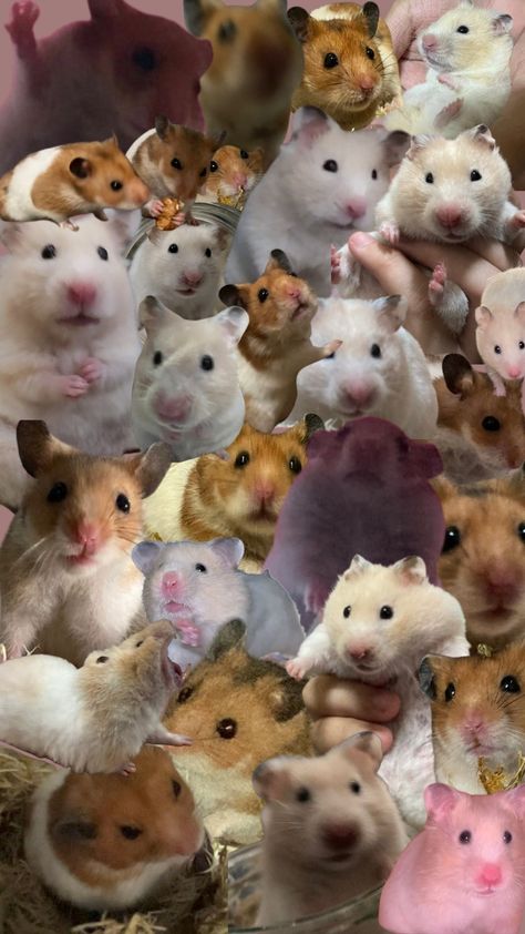 A collage wallpaper of my 2 babies, Ginger and Gilbert Hamster Wallpaper, Moody Wallpaper, Cherry Hair, Cocoppa Wallpaper, Cute Rats, Animals Funny, 2nd Baby, Hamsters, Rats