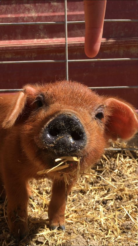 Showing Pigs 4-h, Pig Names, Pigs Quote, Livestock Judging, Pig Showing, Big Pigs, Pig Pictures, Cute Piglets