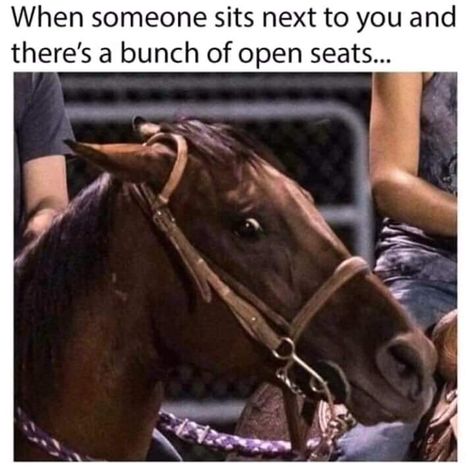 Equestrian Memes, Horse Memes, Tim Riggins, Funny Horse Pictures, Horse Jokes, Funny Horses, Horse Quotes, Funny Horse, Morning Humor