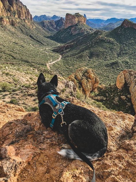 The Sonoran Desert is a rugged place full of sharp rocks and sharper vegetation. Use our guide to find the best dog-friendly hiking trails in Phoenix and the surrounding areas! Canada Moodboard, Adventure With Dog, Dog Training Aesthetic, Dogs Traveling, 2024 Intentions, Dog Hiking Gear, Hiking With Dogs, Hiking Dog, Dog Hiking