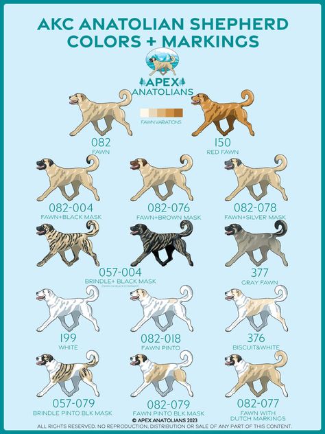 AKC Anatolian Shepherd Registration Colors - Apex Anatolians Anatolian Shepherd Puppies, Kangal Dog, Rare Dog Breeds, Livestock Guardian Dog, Breeds Of Dogs, Rare Dogs, Dog Stocking, Anatolian Shepherd, Canine Art