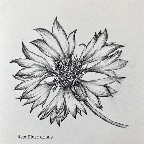 Pencil illustration of a cornflower. Find more on my Instagram @cw_illustrations Bachelors Buttons Flowers Drawing, How To Draw Cornflowers, Blue Cornflower Tattoo Als, Cornflower Tattoo Black, Cornflowers Drawing, Cornflower Drawing, Wildflower Sleeve, Cornflower Tattoo, Bachelor Button Flowers