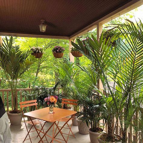 Create a tropical getway with inexpensive palms! http://www.bhg.com/home-improvement/deck/ideas/deck-makeovers/?socsrc=bhgpin073114touchofthetropics&page=25 Potted Palms, Artificial Plants Indoor, Plants Outdoor, Fall Planters, Artificial Plants Outdoor, Tall Plants, Porch Patio, Outdoor Ideas, Backyard Oasis