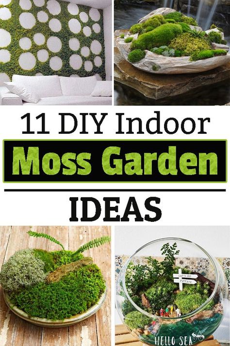 Moss Indoor Garden, Tabletop Moss Garden, Indoor Moss Garden Diy, Moss For Plants, Moss Decor Ideas Diy Projects, Mini Moss Garden, How To Grow Moss, Growing Moss Indoors, Moss Garden Indoor