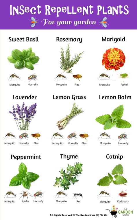 #gardenideas #gardeninghacks #garden Plants Benefits, Insect Repellent Plants, Plantarea Legumelor, Backyard Plans, Plants That Repel Bugs, Repellent Plants, Medical Herbs, نباتات منزلية, Mosquito Repelling Plants