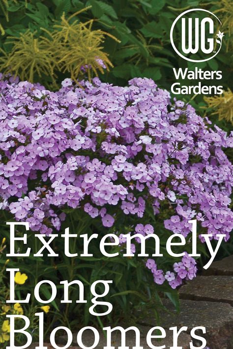 Easy Perennials Landscaping, Long Flowering Plants, Periennal Garden Ideas, Flower Beds In Front Of House Perennials, Front Yard Perennial Gardens, Plants For The Front Of The House, Summer Perennials Flower Beds, Low Flowering Perennials, Outdoor Flowers Landscaping