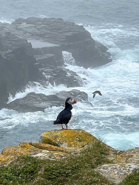 10 Things To Do in Bonavista, Newfoundland Newfoundland And Labrador Canada, Labrador Canada, Trans Canada Highway, Newfoundland Canada, Blue Building, Newfoundland And Labrador, Newfoundland, British Columbia, East Coast