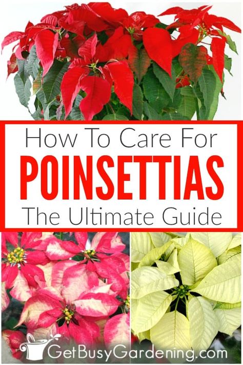 Poinsettia Care, Types Of Houseplants, Poinsettia Plant, Diy Garden Bed, Plant Care Houseplant, Christmas Plants, Poinsettia Flower, Flower Care, Flower Gardens