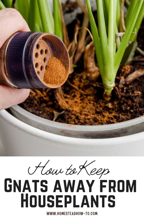 Gnats are more than just a nuisance—they can also damage your beloved houseplants. For plant enthusiasts, dealing with these pests can be frustrating. To help, here are ten effective strategies to keep gnats away from your plants and maintain their health. Diy Gnat Spray For Plants, Home Remedy To Get Rid Of Gnats, House Plant Gnats How To Get Rid, Bugs In Plants How To Get Rid, Houseplant Gnats How To Get Rid, Tiny Bugs In House Plants, How To Get Rid Of Plant Bugs, Hydrogen Peroxide For Plants Gnats, Get Rid Of Gnats In The House Fast