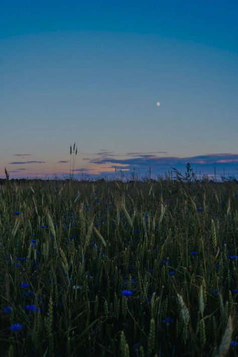 Evening meadow twilight sunset night feild grass flowers moon serene calm peaceful nostalgia wheat aesthetic photograph photo Twilight Meadow, Dawn Landscape, Relaxing Meditation, Grass Flower, Countryside Landscape, Nature Aesthetic, Flower Field, Backyard Landscaping Designs, Hd Images