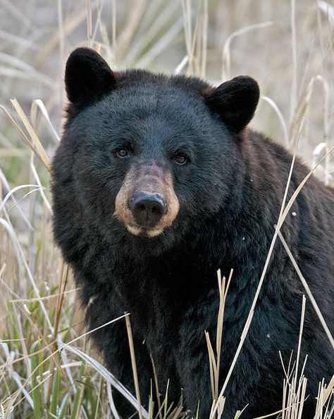 Black Bear closeup, Yellowstone National Park, Wyoming - The American black bear (Ursus americanus) is a medium-sized bear native to North America. It is the continent's smallest and most widely distributed bear species. Black bears are omnivores with their diets varying greatly depending on season and location. Photo Ours, Black Bears Art, Bear Standing, American Black Bear, Bear Artwork, Bear Paintings, Black Bears, Bear Photos, Bear Pictures