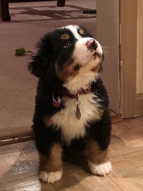 Berner Sennen Puppy, Burnese Mountain Dog, Burmese Mountain Dogs, Ras Anjing, Bernese Puppy, Bernese Mountain Dog Puppy, Psy I Szczenięta, Pretty Animals, Mountain Dog