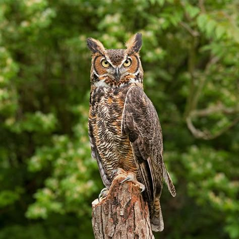 Lava Stone Jewelry, Hollow Tree, Save Wildlife, Owl Bracelet, Protect Nature, Bracelet Inspiration, Great Horned Owl, Napoleon Hill, Handcrafted Bracelets