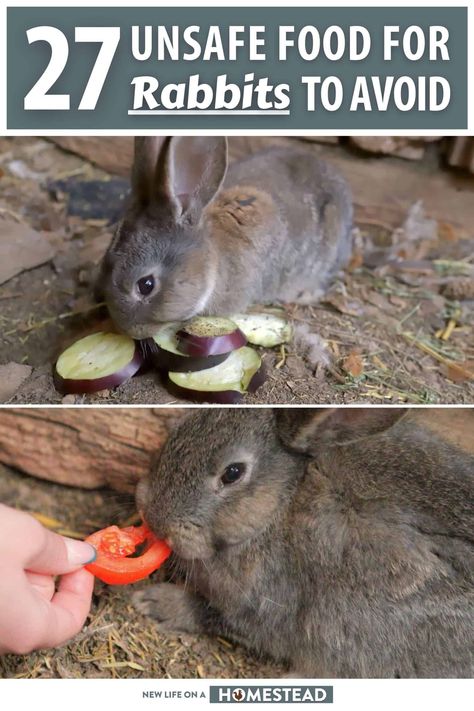 Rabbits can eat a wide variety of foods, but they can't eat everything safely. Learn about 27 such foods that are unsafe for your rabbit here. #rabbits #homesteading Homemade Rabbit Food, Rabbit Food List, Vegetables For Rabbits, Rabbit Keeping, Meat Rabbits Breeds, Keeping Rabbits, Raising Rabbits For Meat, Show Rabbits, Pet Rabbit Care