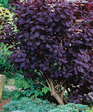 The Only Shrubs You Need to Grow (only the Dogwood and Juniper are good for Zone 3-4) Garden Shrubs, Fine Gardening, Samos, Garden Trees, Trees And Shrubs, Lawn And Garden, Shade Garden, Dream Garden, Backyard Garden