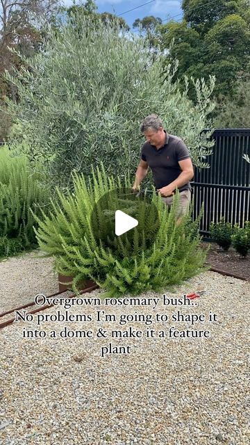 ANDREW STARK on Instagram: "Here I’m turning 8 old and shaggy common rosemary bushes into lovely dome shaped topiary specimens … A good feed and a dose of spring weather will have these looking 💯 in no time   #rosemary #rosemaryplant #topiary #topiarygarden #andrewstarkgardens" Topiary Garden Landscaping, Rosemary Bush Landscaping, Rosemary Landscaping, Rosemary Plant Landscaping, Topiary Ideas, Rosemary Hedge Design, Rosemary Hedge, Rosemary Bush, Olive Tree Garden