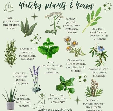 Plants For Spirituality, Herbs For Warding, Herbs And Plants For Witchcraft, Important Herbs For Witches, Witch Plants Indoor, Plants For Witchcraft, Plants Used In Witchcraft, Beginner Herbs For Witches, Herbs Every Witch Should Have